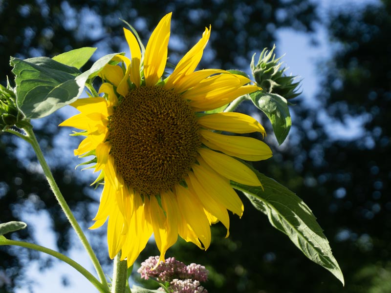 sunflower