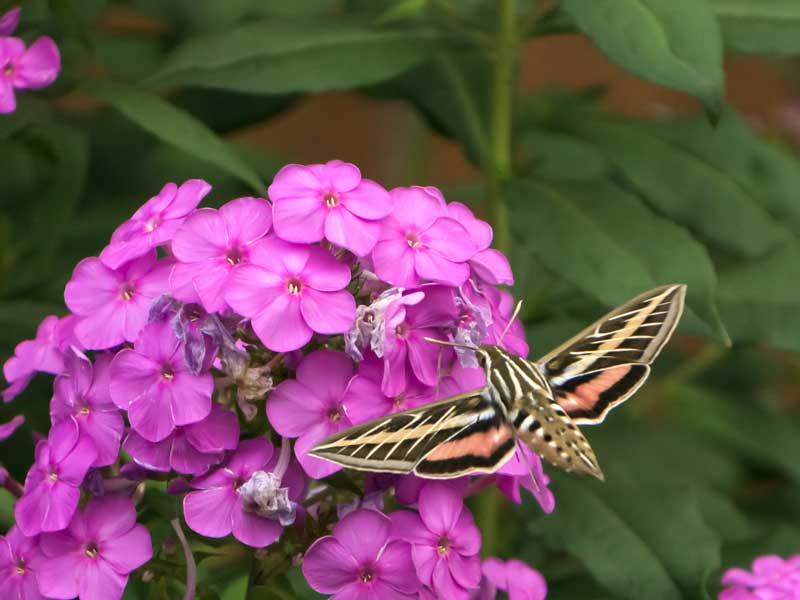 sphinx moth