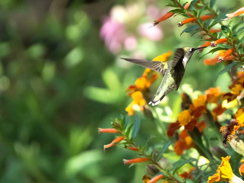 hummingbird