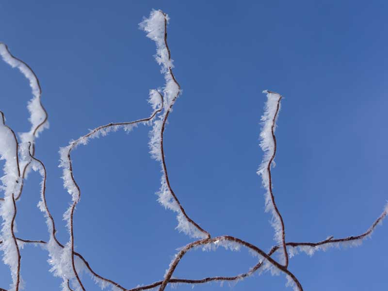 hoarfrost