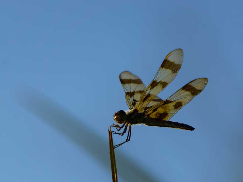 dragonfly