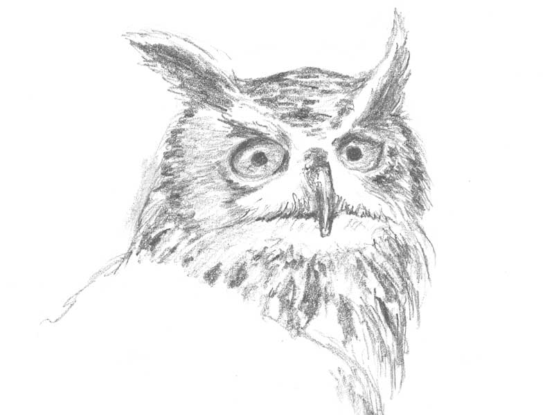 owl