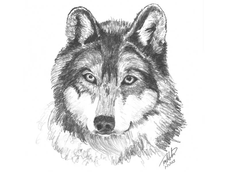 wolf